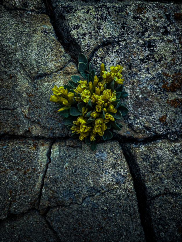 Main image Flowers In The Cracks