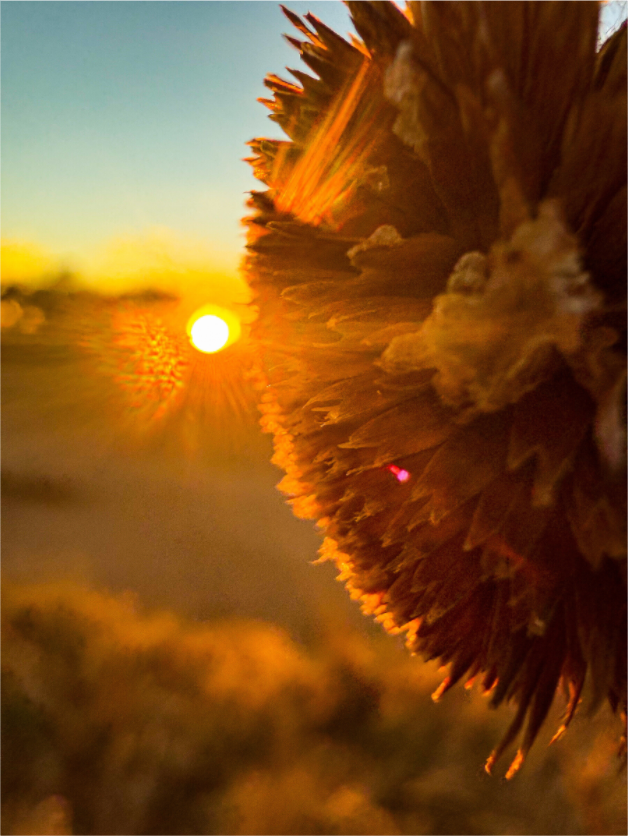 Main image Ghost Town Sunflower