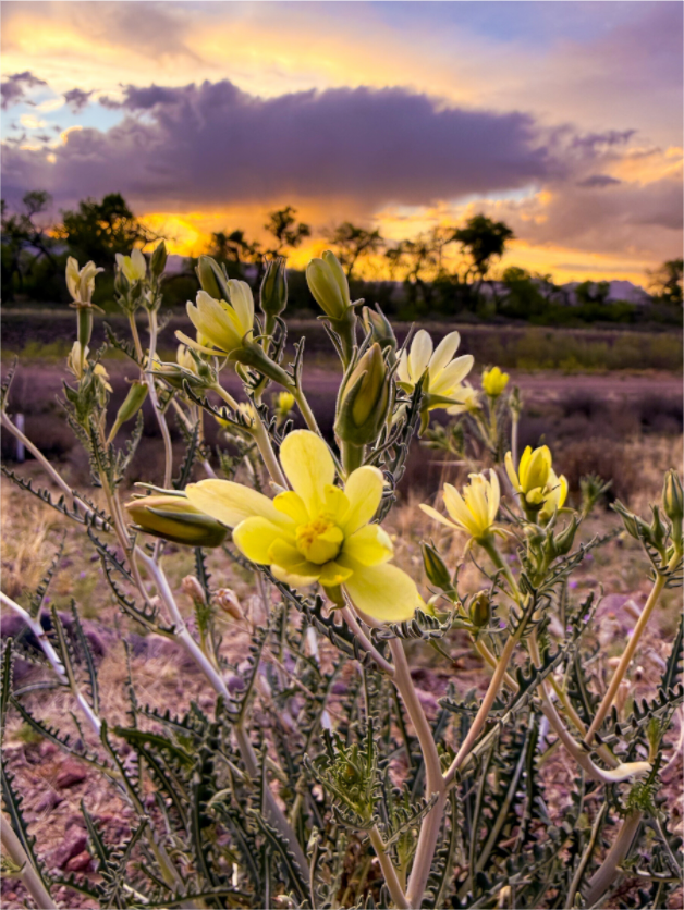Main image Resilient Flower