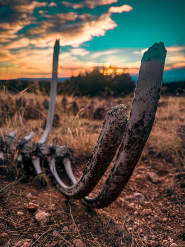 Main image Desert Bones