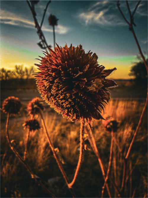 Main image Abandoned Sunflower