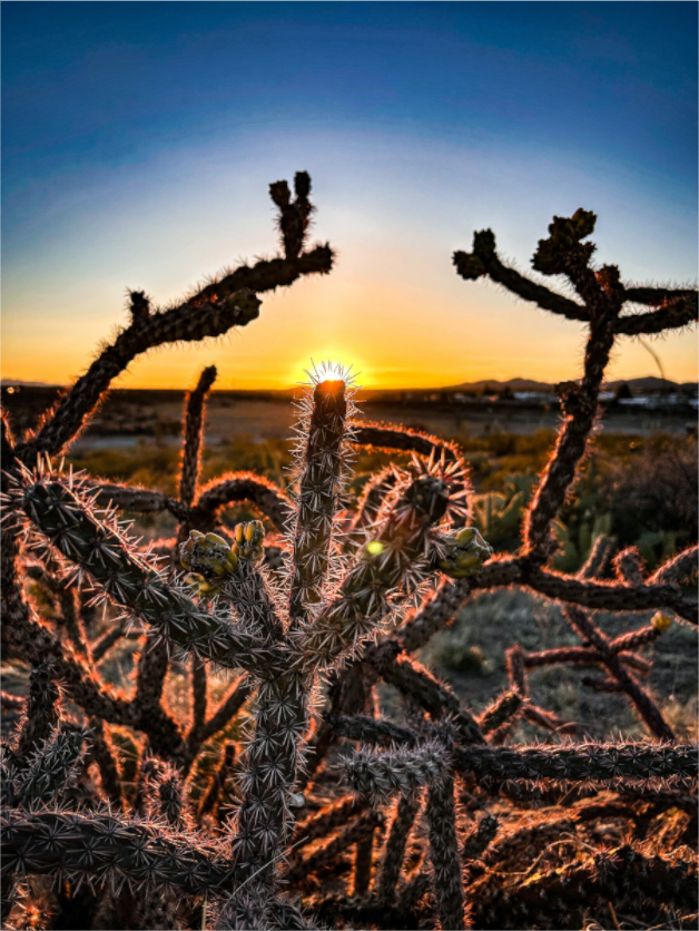 Main image Columbus Cactus