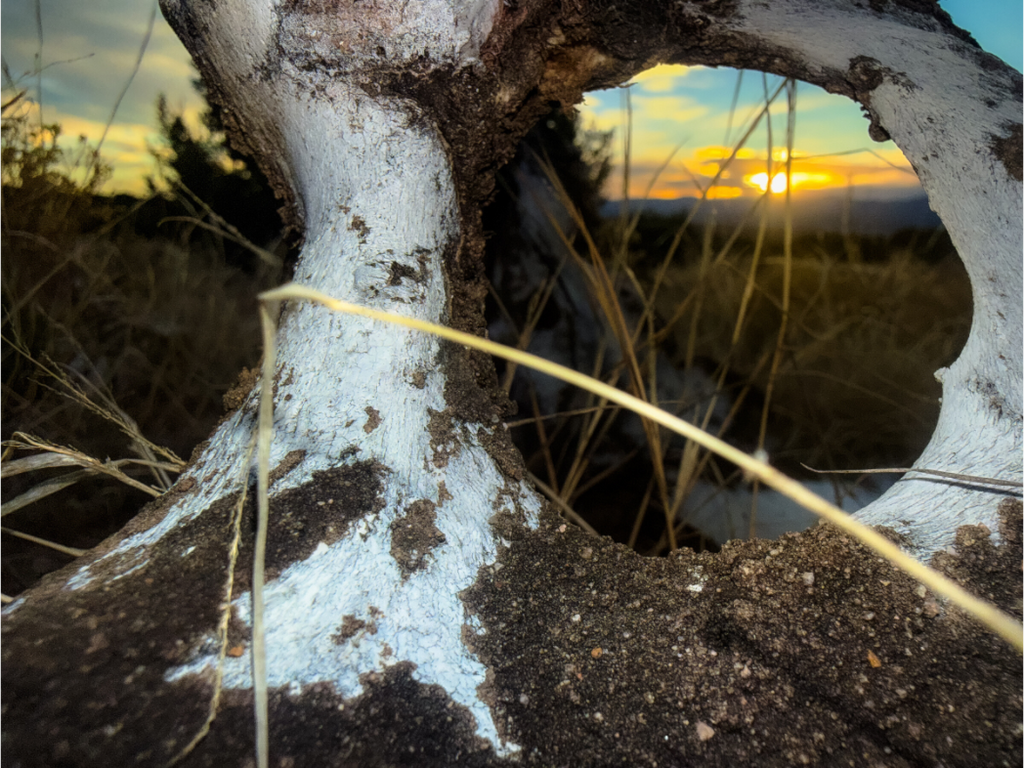 Main image Sunset Bones