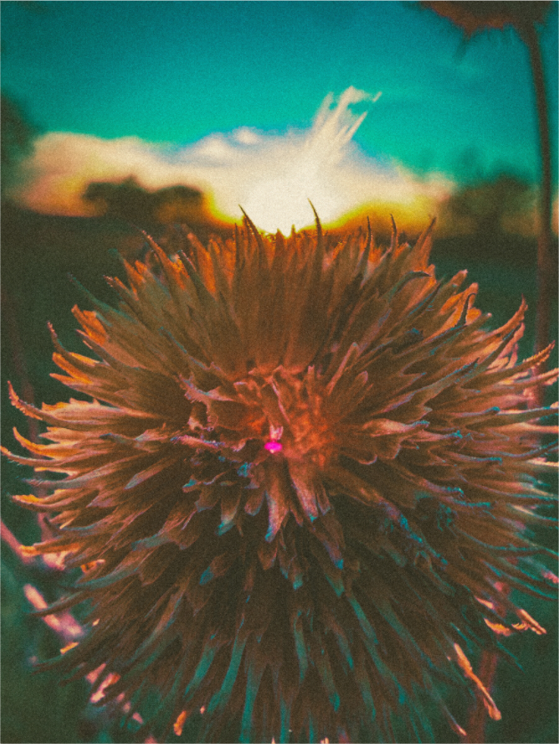Main image Sunset Sunflower