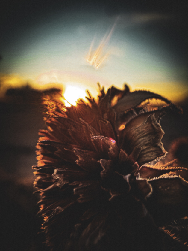 Main image Sunflower By The Railroad